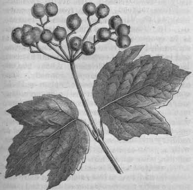 Maple leaved Viburnum (V. acerifolium).