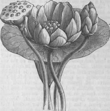Nelumbo (Nelumbium luteum).
