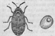 Pea Weevil (Bruchus pisi).