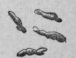 Saccharomyces Reesii, ferment of red wine, magnified 850 diameters.