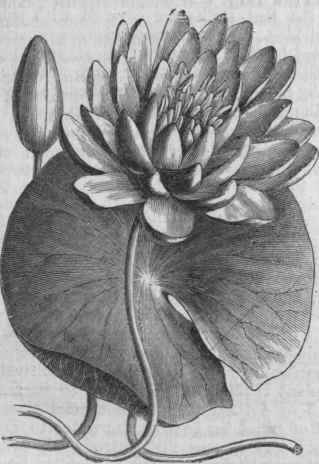 Sweet scented Water Lily (Nymphaea odorata).