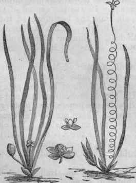 Vallisneria spiralis Staminate and Pistillate.