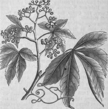 Virginia Creeper (Ampelopsis quinquefolia).