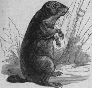 Woodchuck (Arctomys monax).