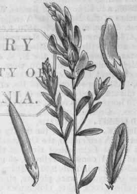 Woodwaxen (Genista tinctoria).