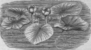 Yellow Pond Lily (Nuphar ad vena).