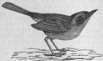 Yellow throat (Geothlypis trichas).