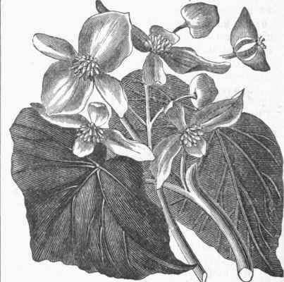 Begonia.