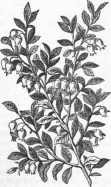 Bilberry (Vaccinium myrtillus).