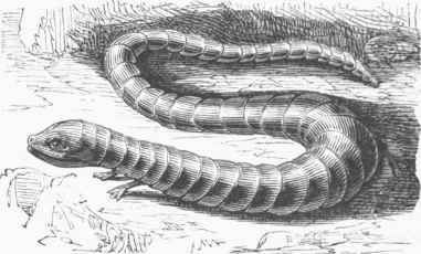 Brazen Lizard (Chalcis flavescens).