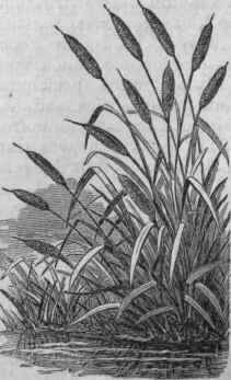 Bulrush.