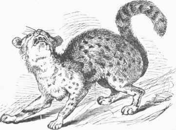 Chati (Felis mitis).