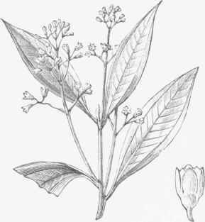 Cinnamomum cassia.