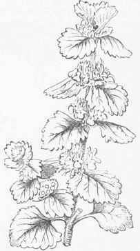 Horehound (Marrubium vulgare).