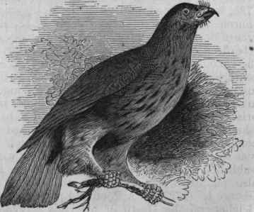Black Hawk (Archibuteo Sancti Johannis).