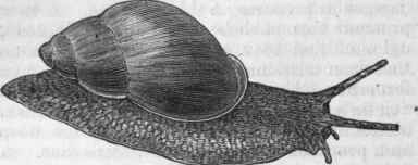 Bulimus rosaceus.