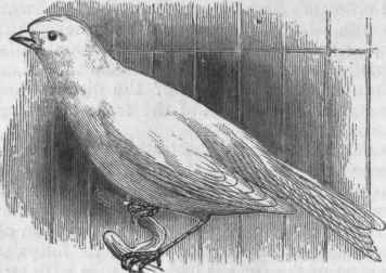 Canary Bird.
