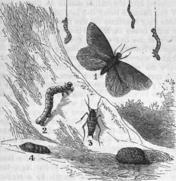 Canker Worm. 1. Adult Male. 2. Larva. 8. Adult Female. 4. Cluster of Eggs.