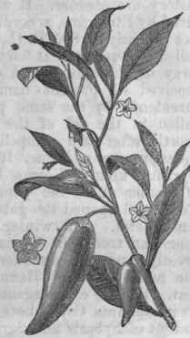 Capsicum annuum.