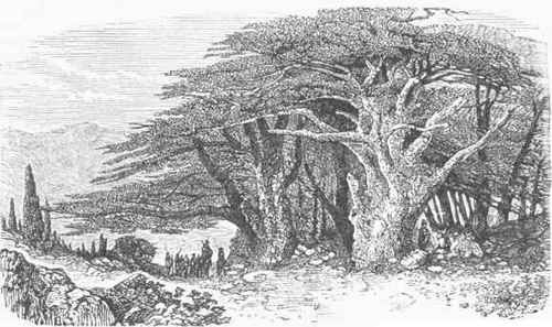 Cedars of Lebanon.