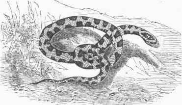 Chicken Snake (Ophibolus eximius).