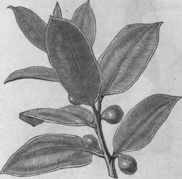 Ficus elastica.