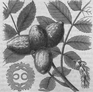 Leaves, Flower, Fruit, and cross section of Nut.