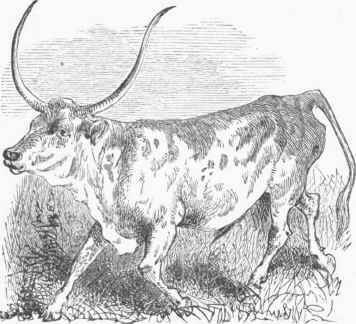 Long Horned Brazilian Ox.