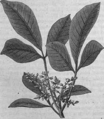 Siphonia elastica.