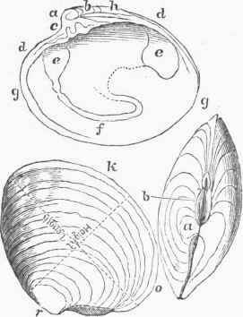 Bivalve Shell. a, a, bosses; b, b, hinges; c, principal teeth.