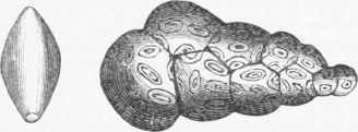 Coccoliths, magnified.