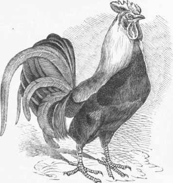 Dorking Cock.