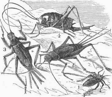 1. Wingless Cricket (Acheta vittata). 2. Field Cricket (A. ab breviata). 3. House Cricket (A. domestica). 4. A. maculata.