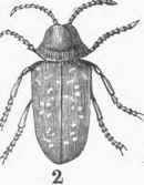 2. A. tessellatum.