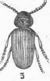 8. A. pertinax.