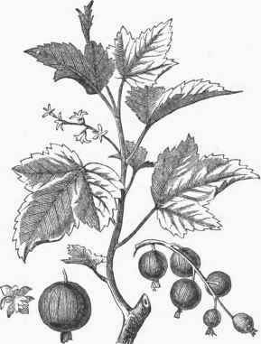 Black Currant.