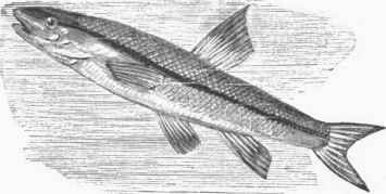 Black nosed Dace (Argyreus atronasus).