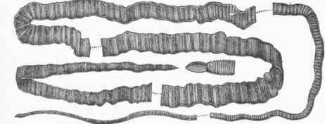 Bothriocephalus latus, with View of Tail magnified.
