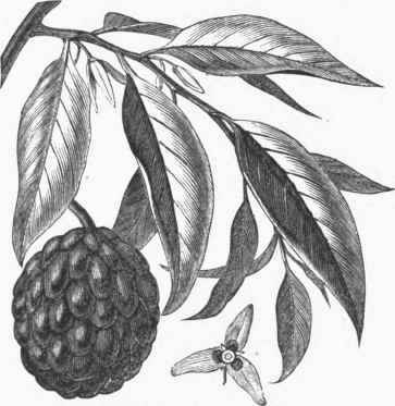 Custard Apple (Anona reticulata).