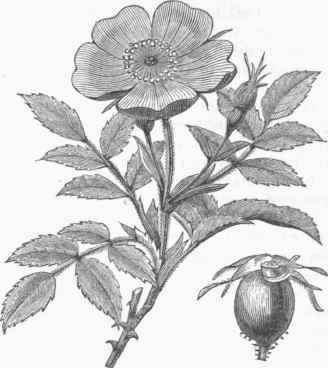 Eglantine (Rosa rubiginosa).