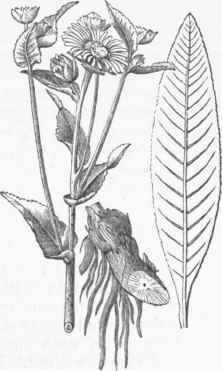 Elecampane (Inula helenium).