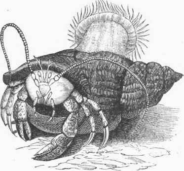 Hermit Crab and Actinia.