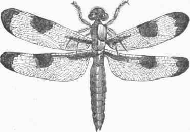 Libellula trimaculata.