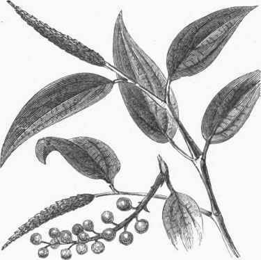 Piper cubeba.