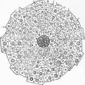 Sea Urchin, top view.