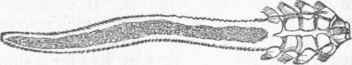 Skin Mite (Demodex folliculorum).