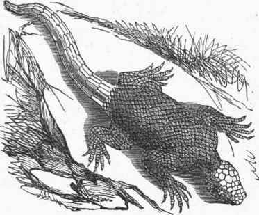 Agama colonorum.