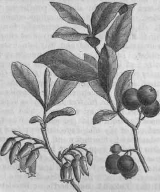 Black Whortleberry (Gaylussacia resinosa).