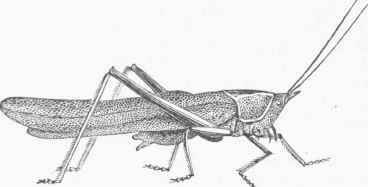Common Meadow Grasshopper (Orchelimum vulgare).