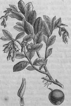 Cowberry (Vaccinium Vitis Idsea).